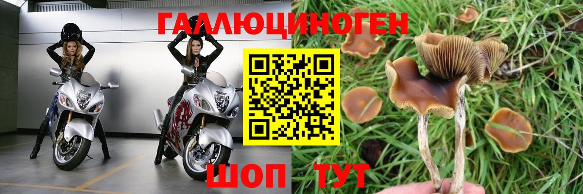 Галлюциногенные грибы Psilocybe Печора